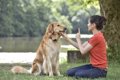 犬だけでなく飼い主…の画像