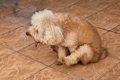 犬が『おしりを地面…の画像