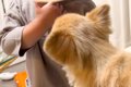 1歳の男の子を遊びに…の画像