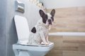 犬の健康な『ウンチ…の画像