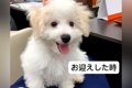 フワフワの赤ちゃん…の画像