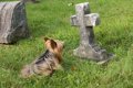 犬は『飼い主の死』…の画像