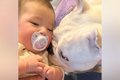 赤ちゃんを『犬と一…の画像