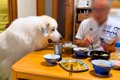 おじいちゃんがご飯…の画像