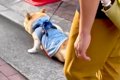 散歩から帰ってこな…の画像