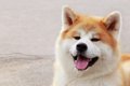 『秋田犬』が世界で…の画像