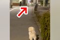 仲良しの犬が『他の…の画像