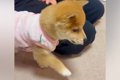 元気に走り回る子犬…の画像