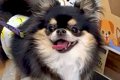 犬と一緒に買い物→『…の画像