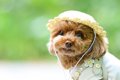犬に『帽子』は必要…の画像