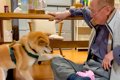 おじいちゃんを遊び…の画像