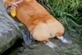 夏、散歩中に水で体…の画像