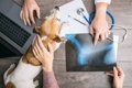 犬のレントゲン検査…の画像