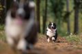 犬がみせる『本能的…の画像
