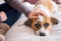 犬の鳴き方や声がお…の画像