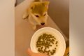 ご飯を与える前の赤…の画像