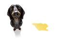 犬が『うれしょん』…の画像