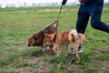 犬が人に『オシッコ…の画像