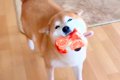 ニコニコ笑顔で嬉し…の画像