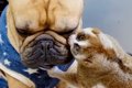 『スローロリスと犬…の画像
