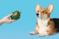 犬はピーマンを食べ…の画像