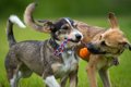 犬同士を遊ばせると…の画像