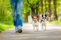 犬の散歩に行っちゃ…の画像