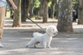 犬が散歩中『飼い主…の画像