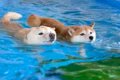 プールで同時に泳ぎ…の画像