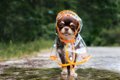 雨の日に『犬の散歩…の画像