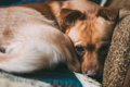 犬が震えているとき…の画像