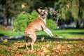 犬がジャンプをくり…の画像