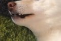 抜け毛がすごい犬に…の画像
