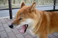 犬が『緊張している…の画像