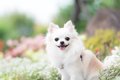 なぜ人間は犬を『可…の画像