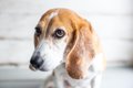 犬が『困ってるよ』…の画像