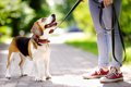 犬は写真を見て飼い…の画像