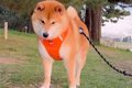 歩いている犬の前に…の画像