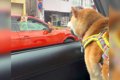 犬が『車で信号待ち…の画像