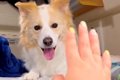 パパに脱毛テープを…の画像