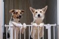 犬の留守番中、電気…の画像