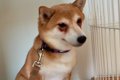 5年間ケージに監禁さ…の画像