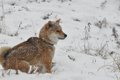 雪の日の犬のお散歩…の画像