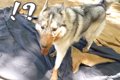 キャンプ場で泥遊び…の画像