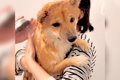 『お風呂嫌いの柴犬…の画像