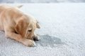 犬が『おしっこ漏れ…の画像