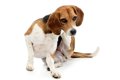 犬の乾燥肌を改善し…の画像