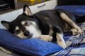 犬は何歳から『介護…の画像