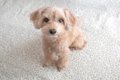 犬が飼い主を『怪し…の画像