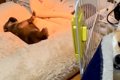 赤ちゃん犬の隣で『…の画像
